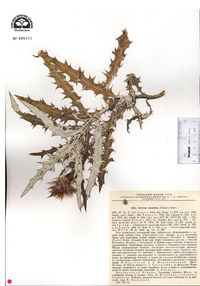 Lamyropsis sinuata image