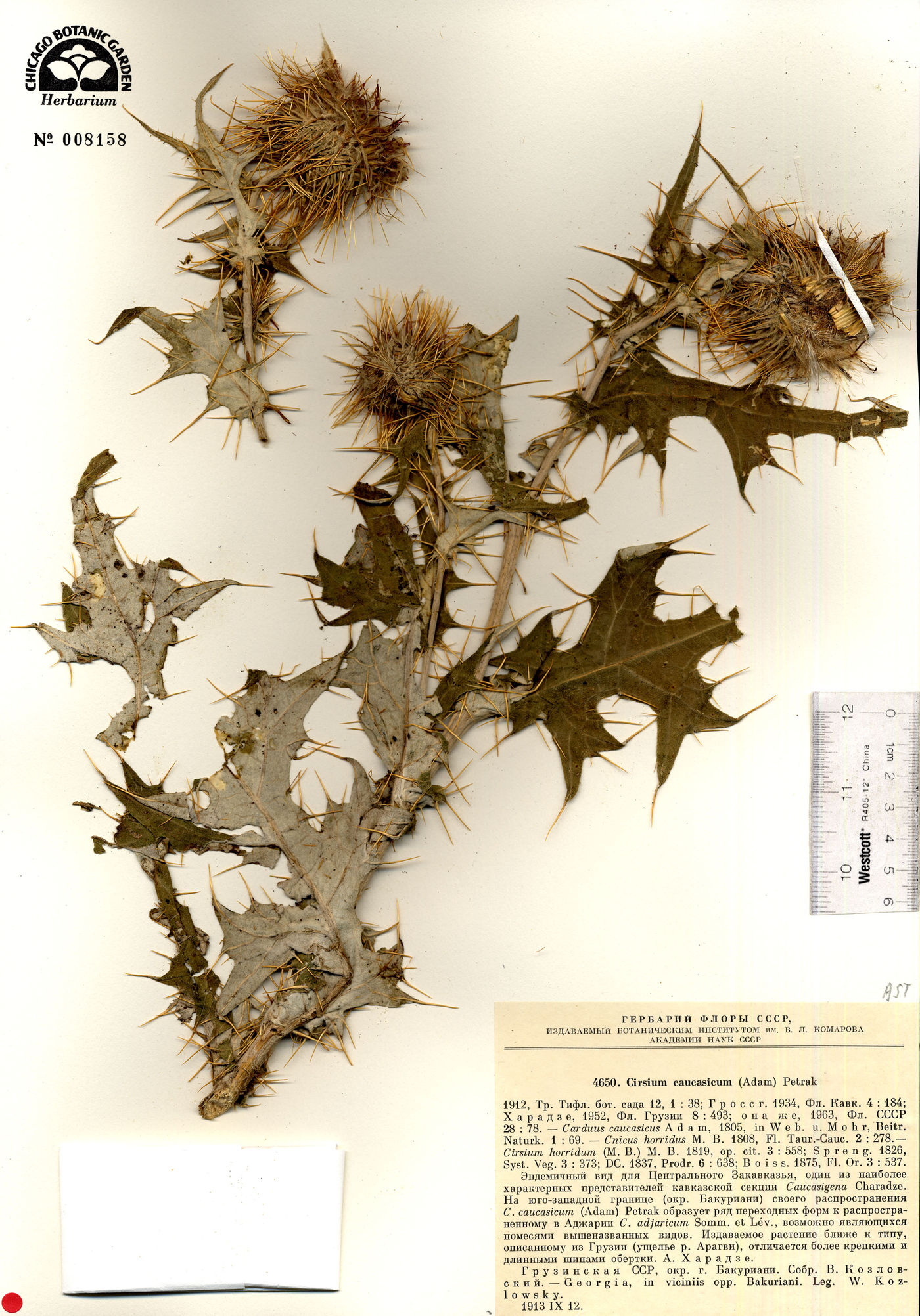 Cirsium caucasicum image