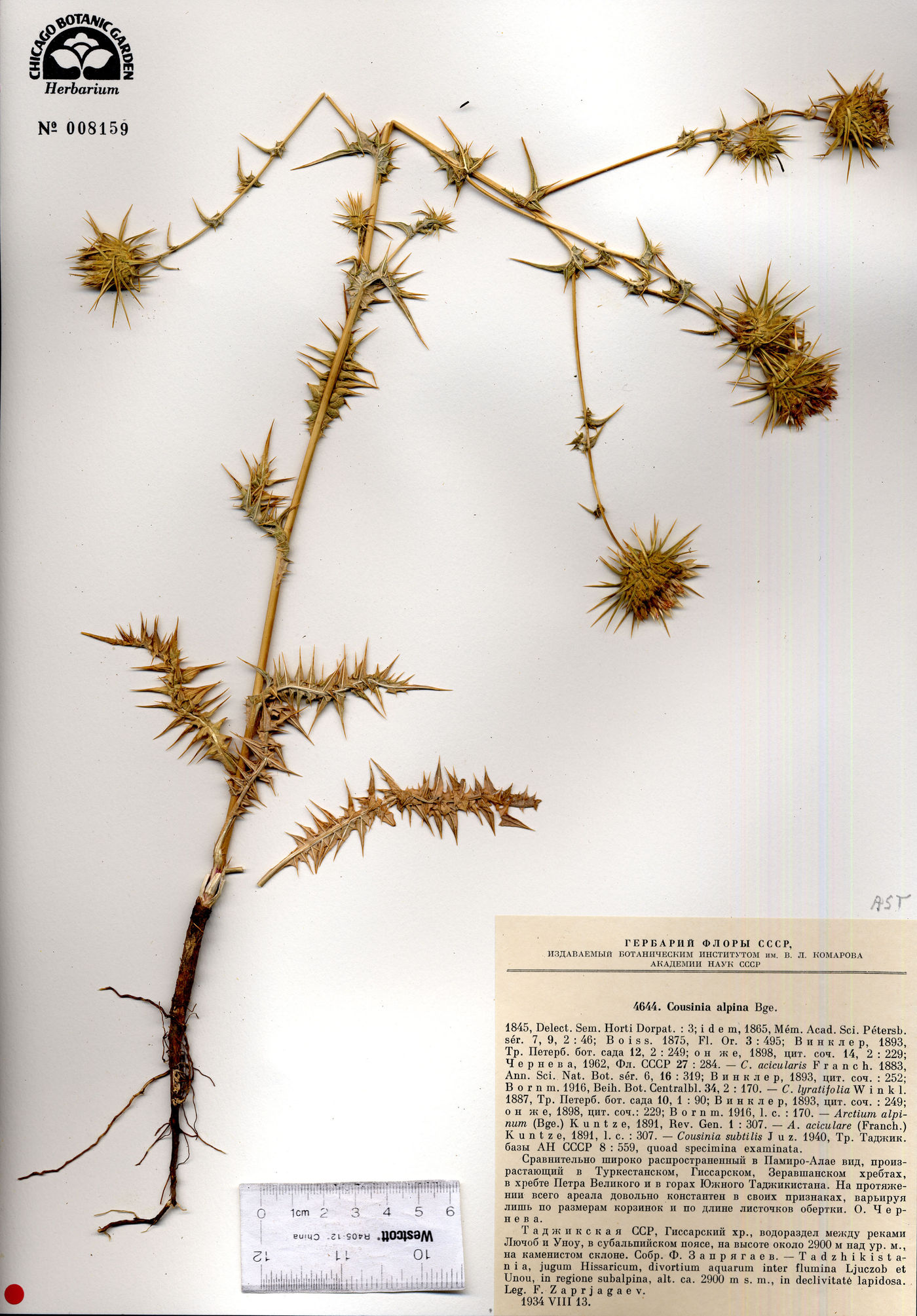 Cousinia alpina image