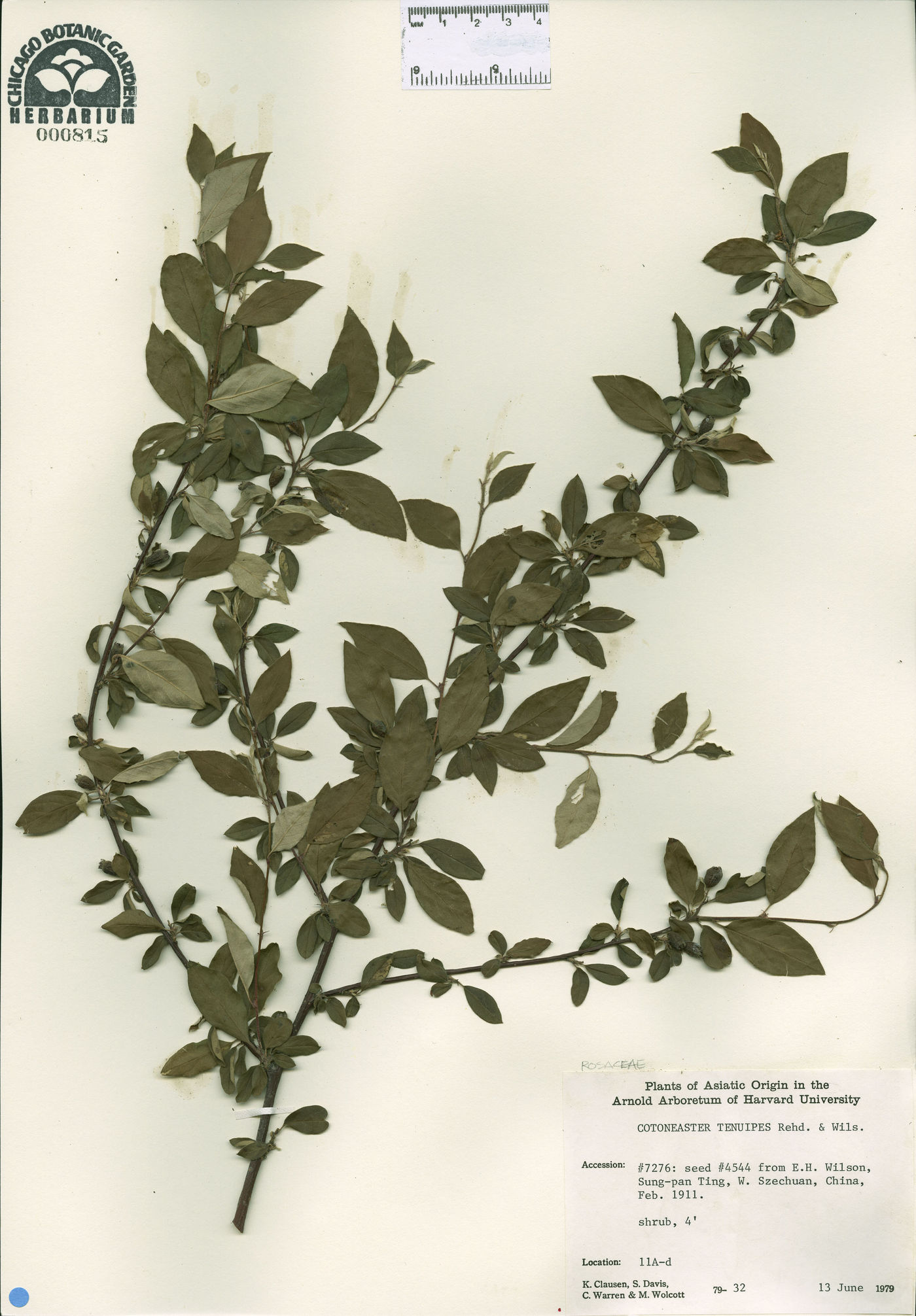 Cotoneaster tenuipes image