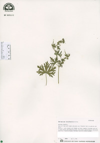 Geranium bicknellii image