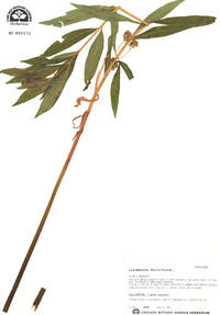 Lysimachia thyrsiflora image