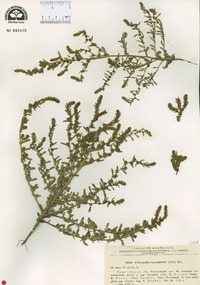 Bassia hyssopifolia image