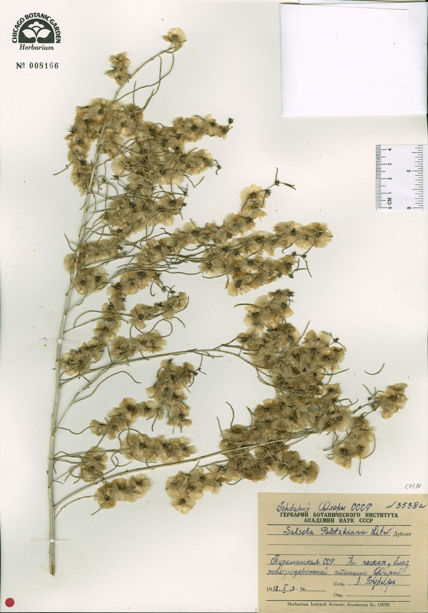 Salsola paletzkiana image