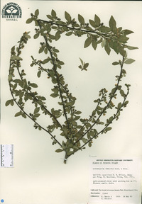 Cotoneaster tenuipes image