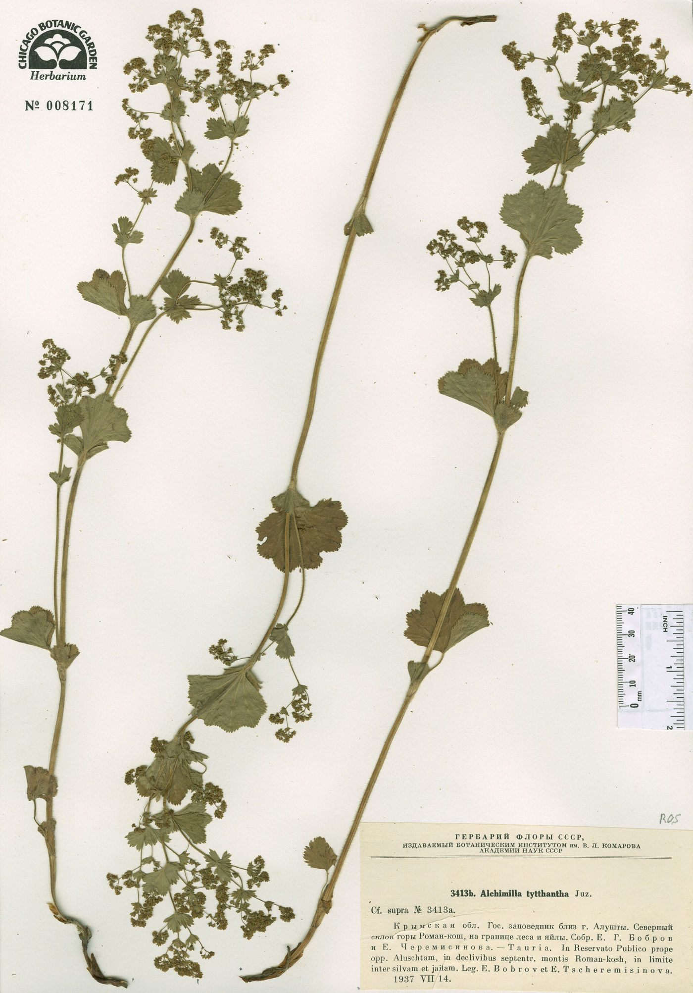 Alchemilla tytthantha image