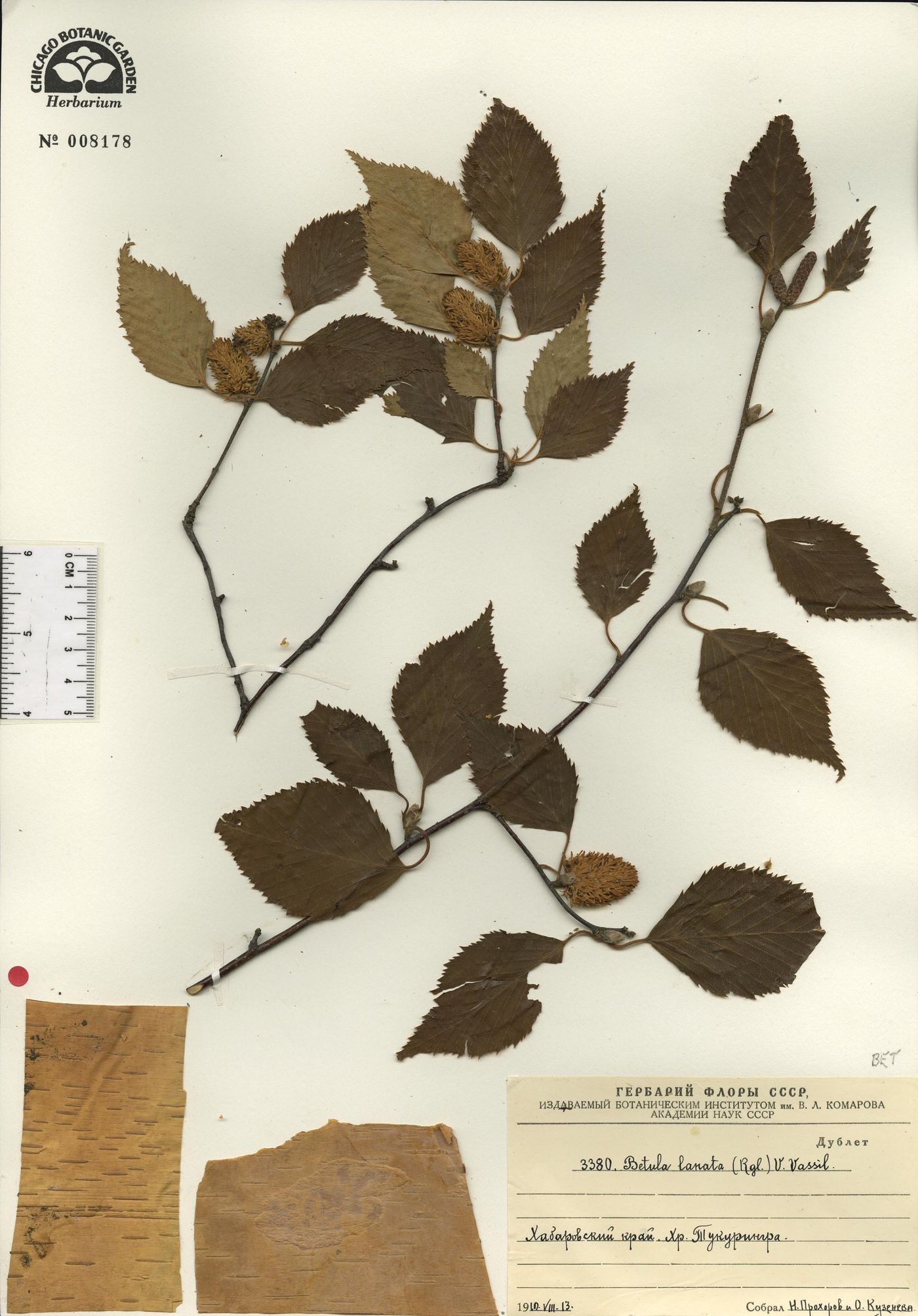 Betula lanata image