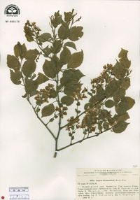 Prunus maximowiczii image