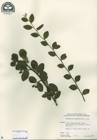 Cotoneaster tenuipes image