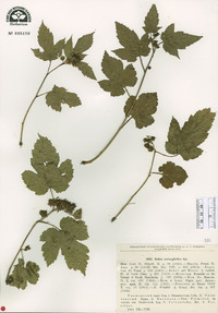 Rubus crataegifolius image