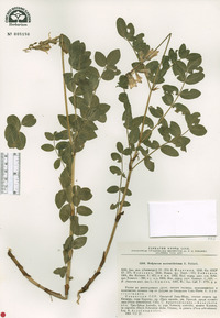 Image of Hedysarum austrosibiricum
