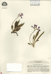 Image of Parrya lancifolia