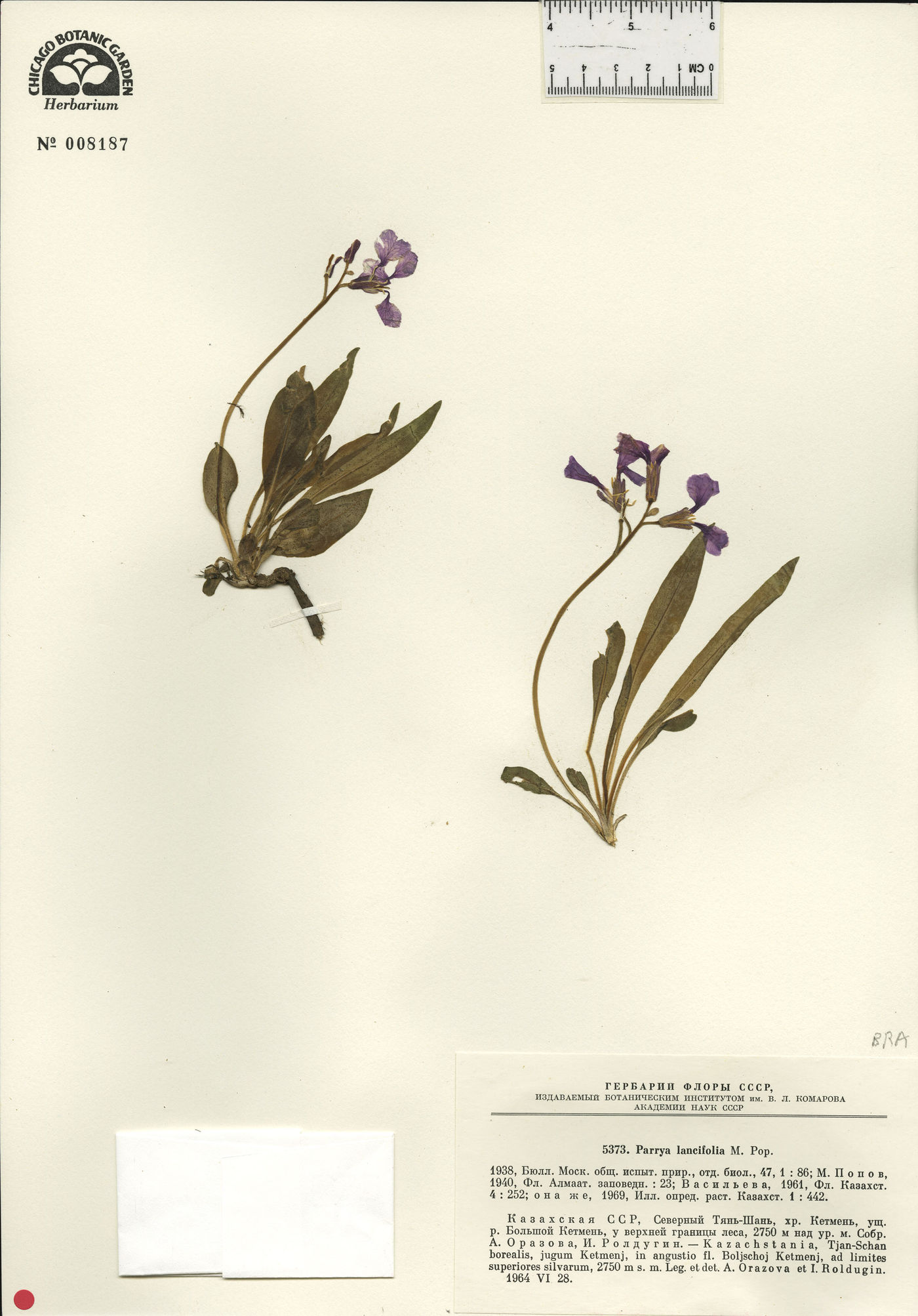 Parrya lancifolia image