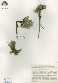Image of Oxytropis chionobia