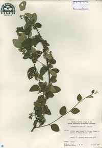 Cotoneaster zabelii image