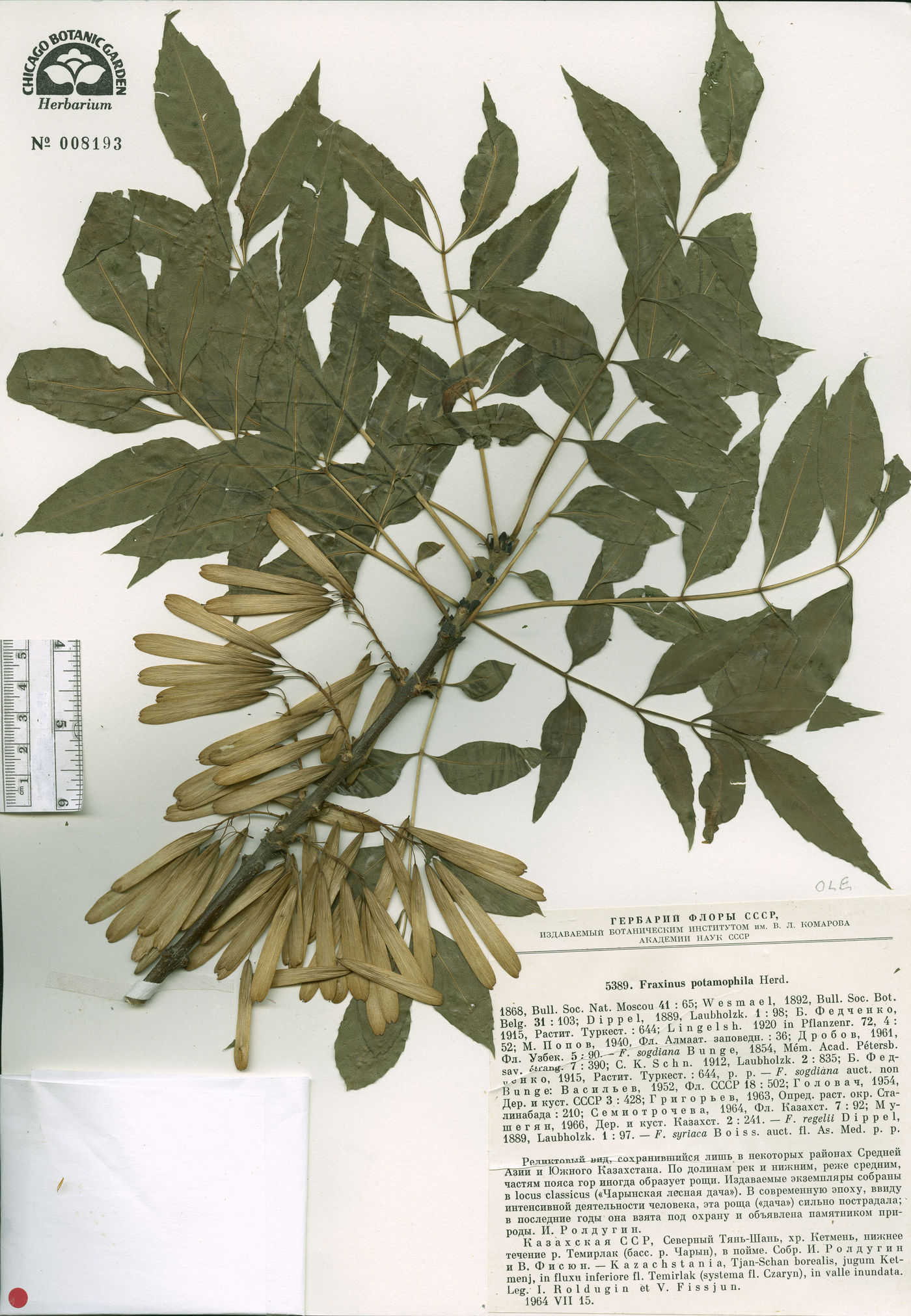 Fraxinus sogdiana image