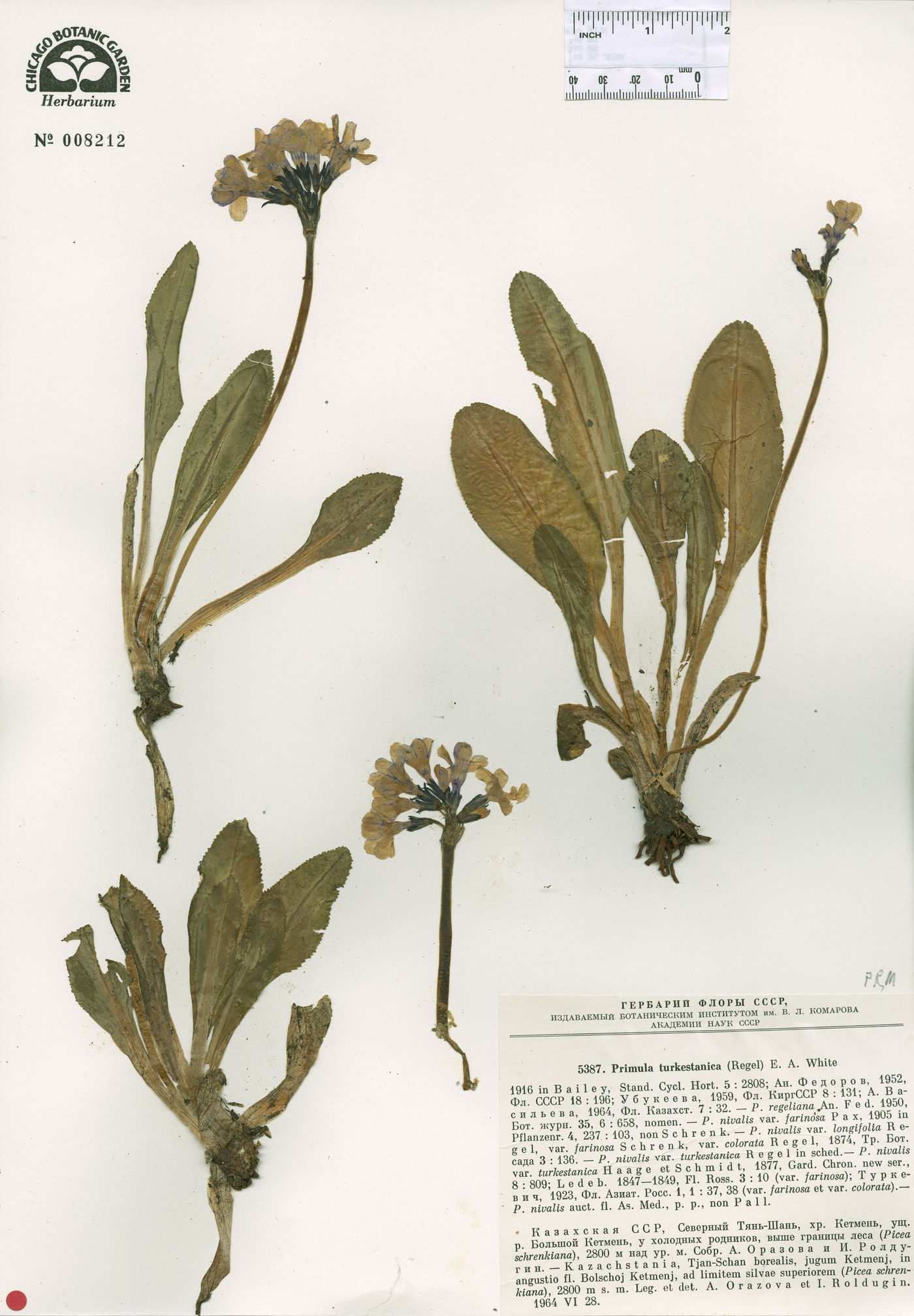 Primula nivalis var. farinosa image