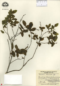 Lonicera chamissoi image