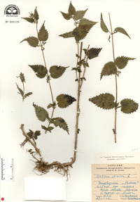 Urtica dioica image