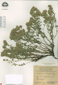 Ziziphora clinopodioides image