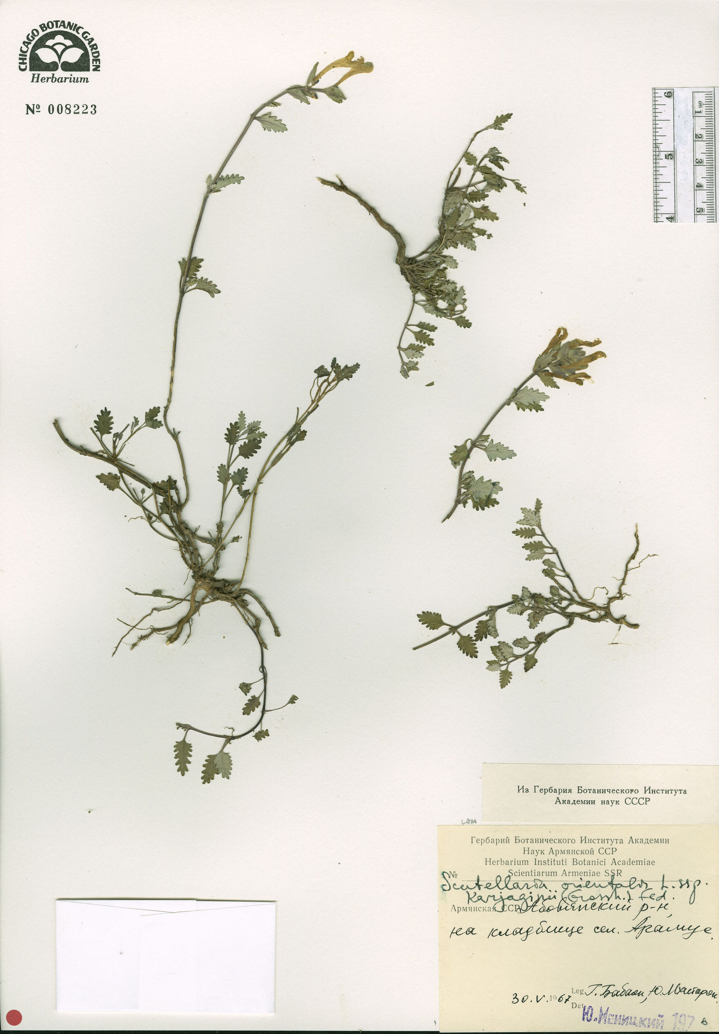 Scutellaria karjaginii image