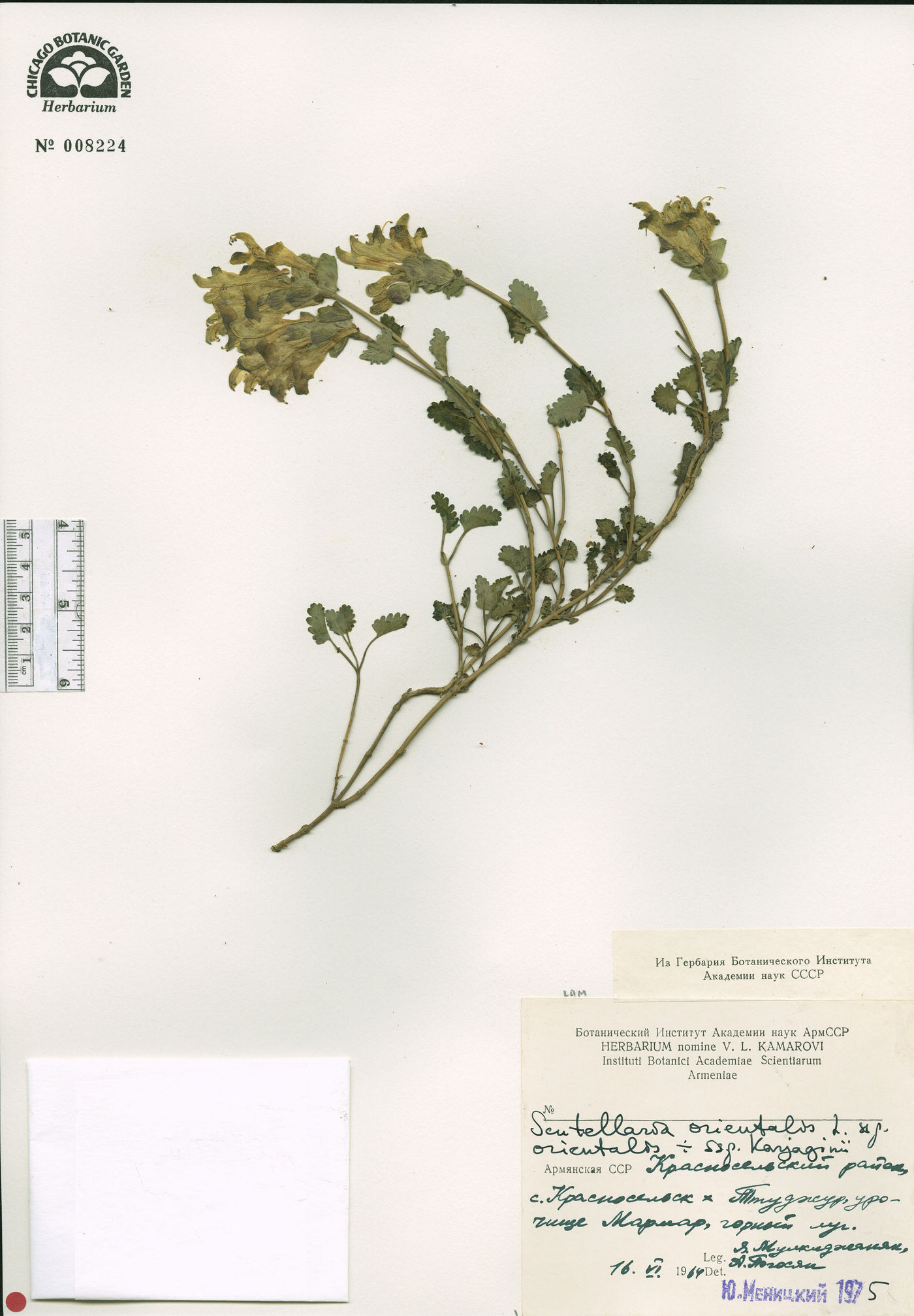 Scutellaria karjaginii image