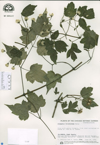 Clematis trichotoma image