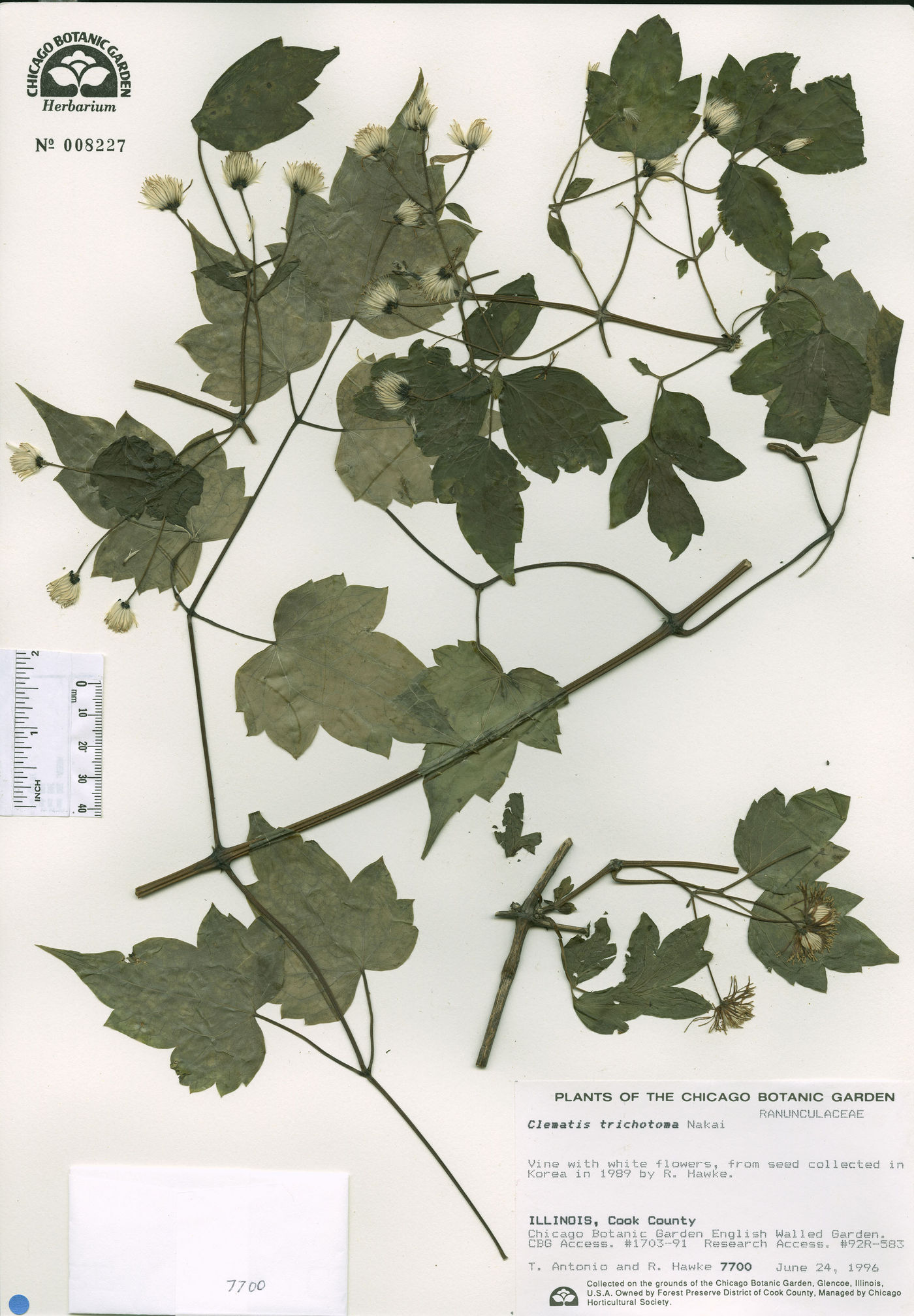Clematis trichotoma image