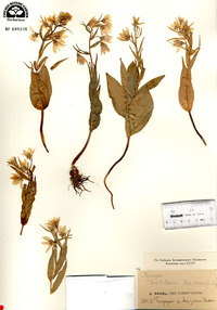 Image of Fritillaria bucharica