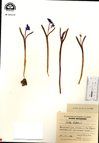 Scilla bifolia image