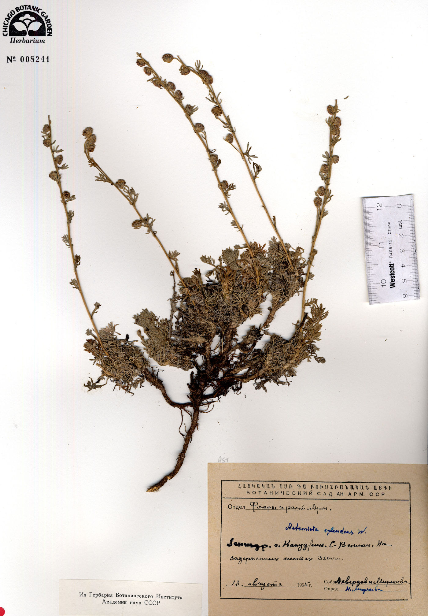 Artemisia splendens image