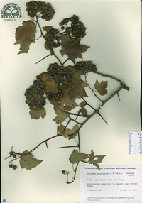 Crataegus phaenopyrum image