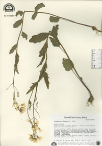 Cardamine bulbosa image