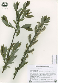 Salix glaucophylloides image