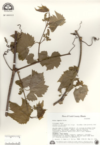 Vitis riparia image