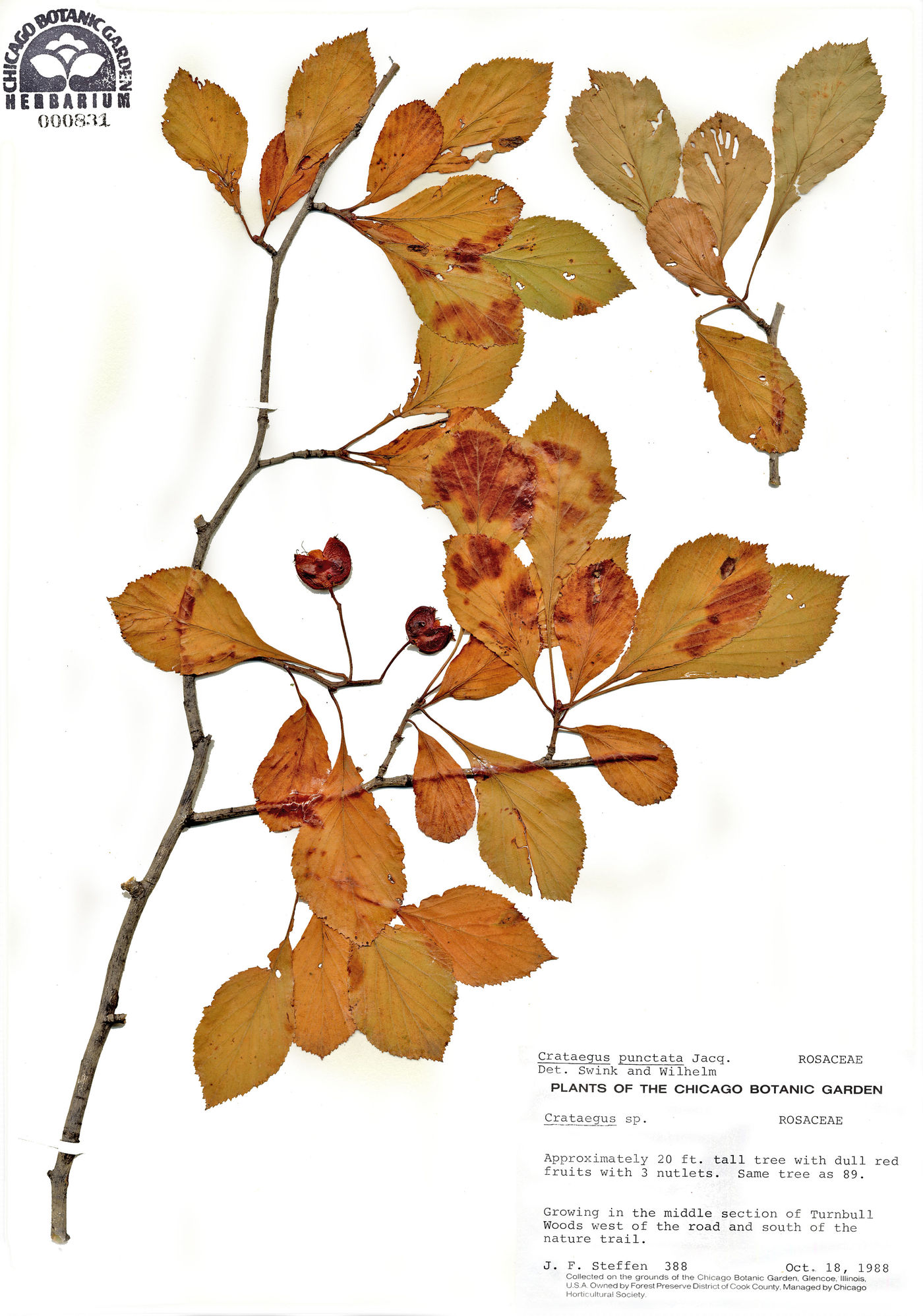 Crataegus punctata image