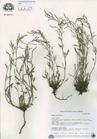 Rumex acetosella image