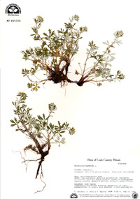 Potentilla argentea image