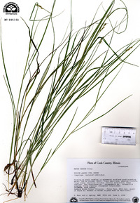 Carex tenera image