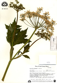 Heracleum maximum image