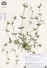 Cerastium fontanum subsp. vulgare image