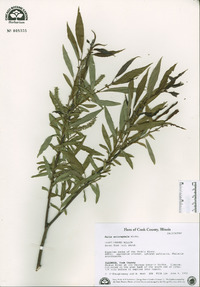 Salix eriocephala image