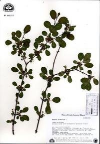 Rhamnus cathartica image