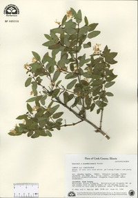 Lonicera x muendeniensis image