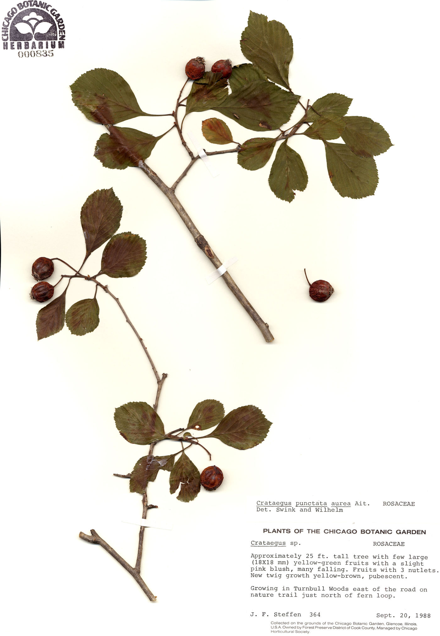 Crataegus punctata image