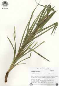 Tragopogon pratensis image