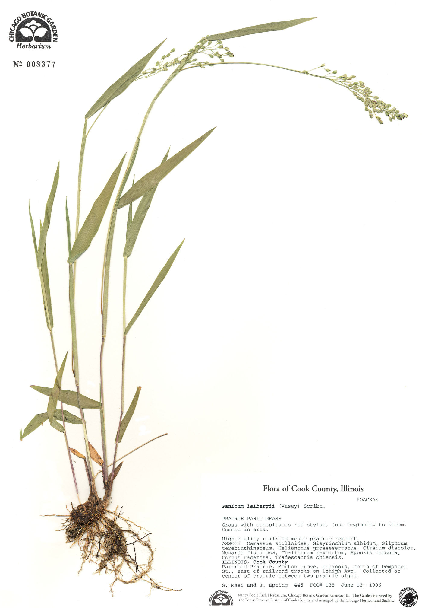 Panicum leibergii image