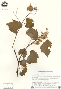 Vitis riparia image