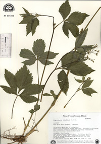 Cryptotaenia canadensis image