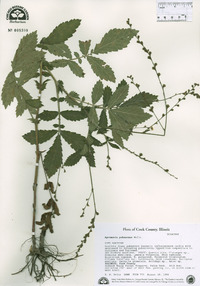 Agrimonia pubescens image